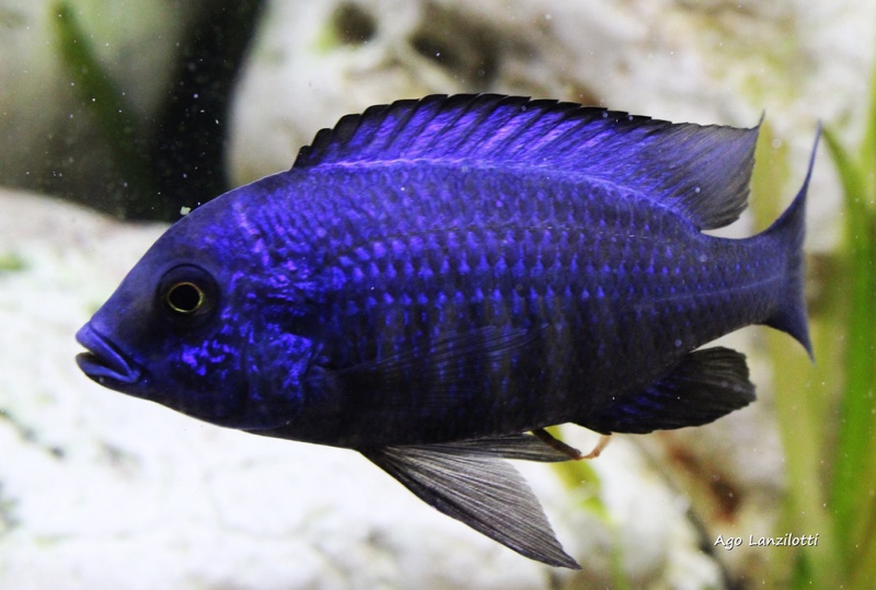 Protomelas annectens 'Otter Point'